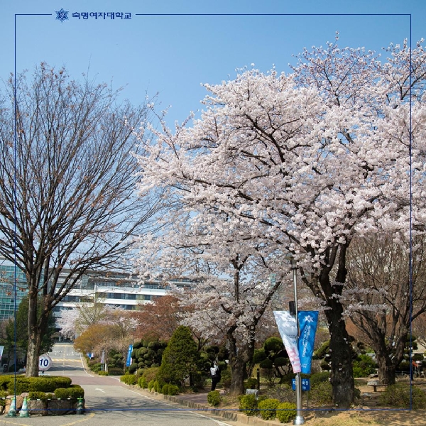 우리 눈송이들 잘 지내고 있나요? 🌸